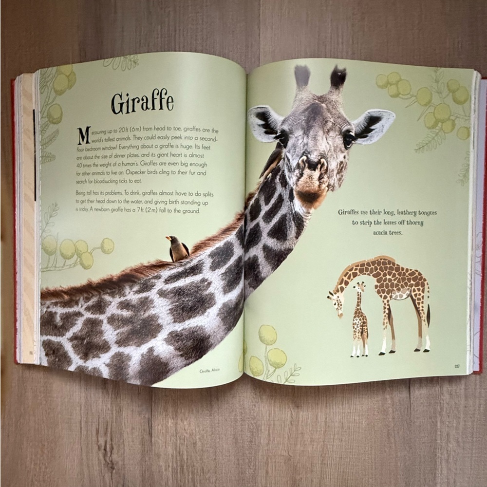 DK Anthology The Emporium of Wonders Bold Red Hardcover Children’s Book - Picture 6 of 9